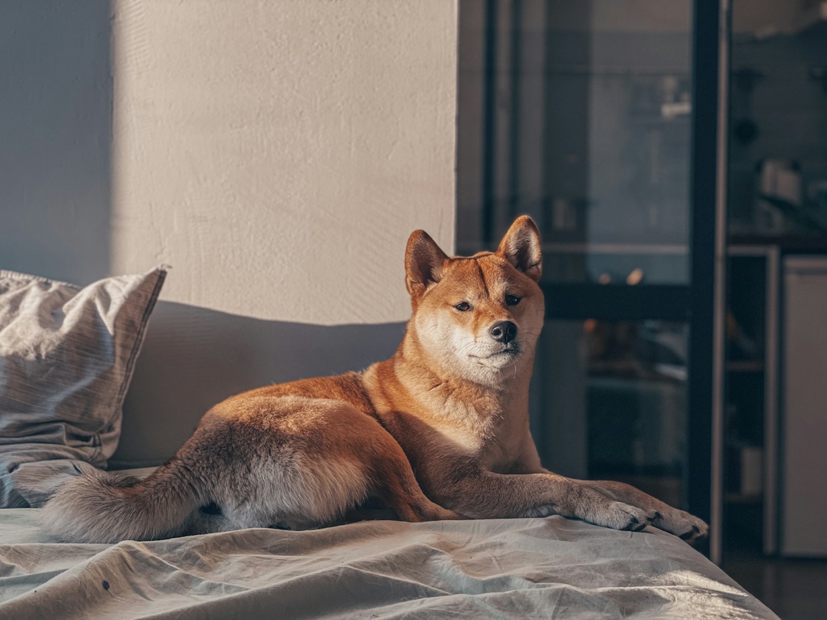 A relaxed pet enjoying a quiet moment
